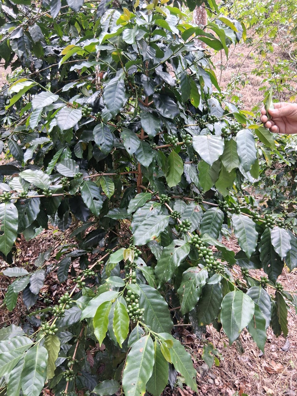 Cacao farm